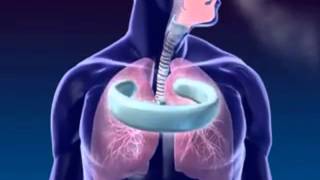 Circle One | Respiration @C1S3D