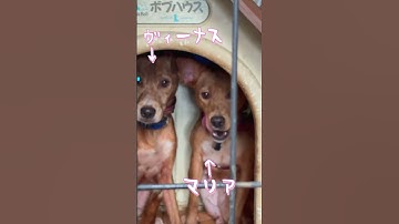 お天気の日に居残り組さん達をシャンプーしました😊なんだかスッキリした気がします♪ #ちび天 #保護活動筑豊 #宮若 #里親募集中 #保護犬