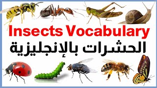 أسماء الحشرات بالإنجليزية Insects names and sounds in English