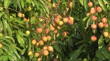 Bắc Giang chủ động xúc tiến tiêu thụ vải thiều