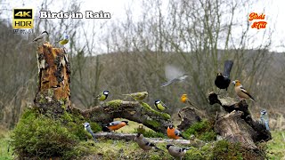Birds in rain  4K HDR  CATs tv