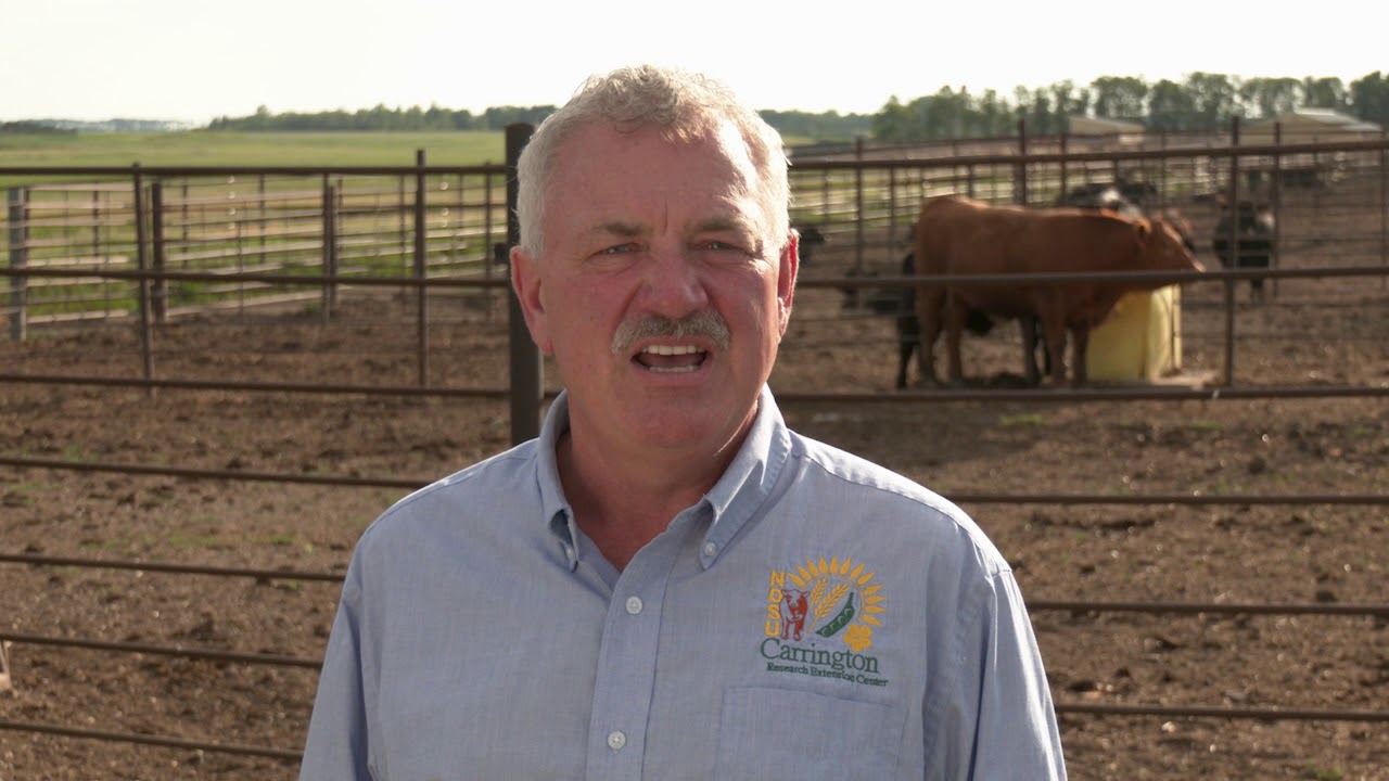 CREC Karl Hoppe: Update on the Dakota Feeder Calf Show