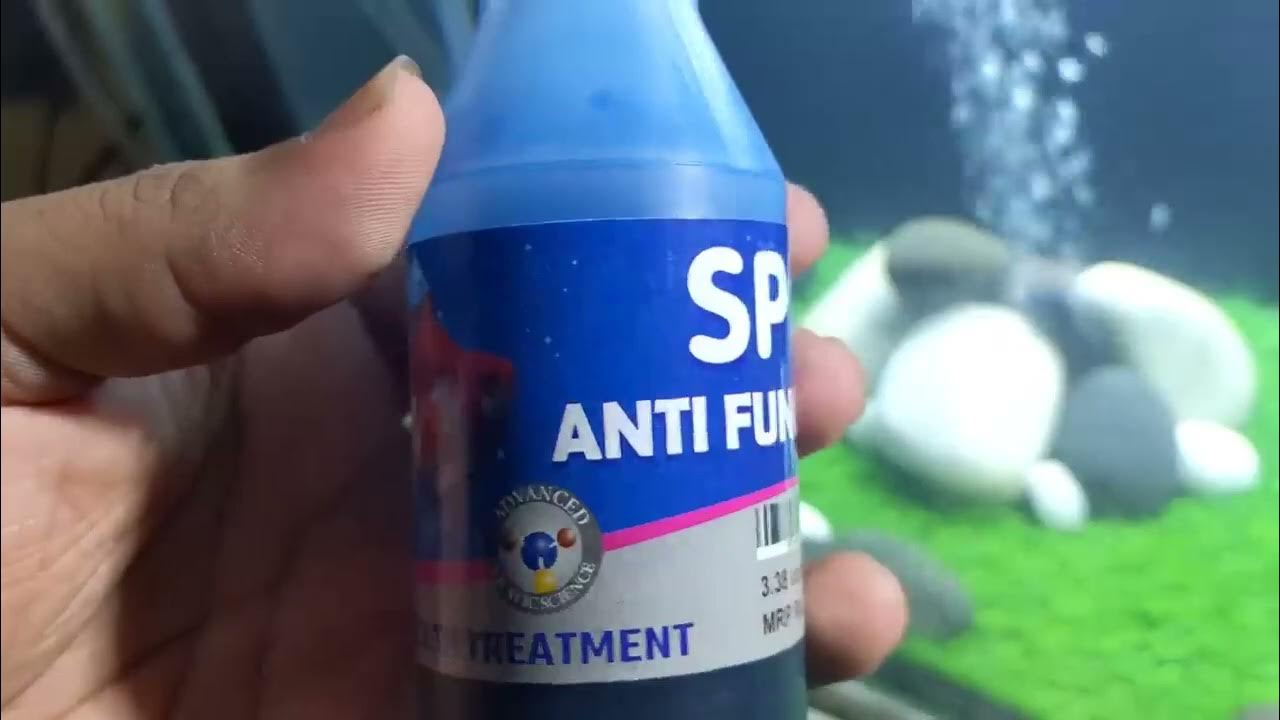 Fish Tank Decoration Ideas with Artificial Grass Fish Tank Setup YouTube