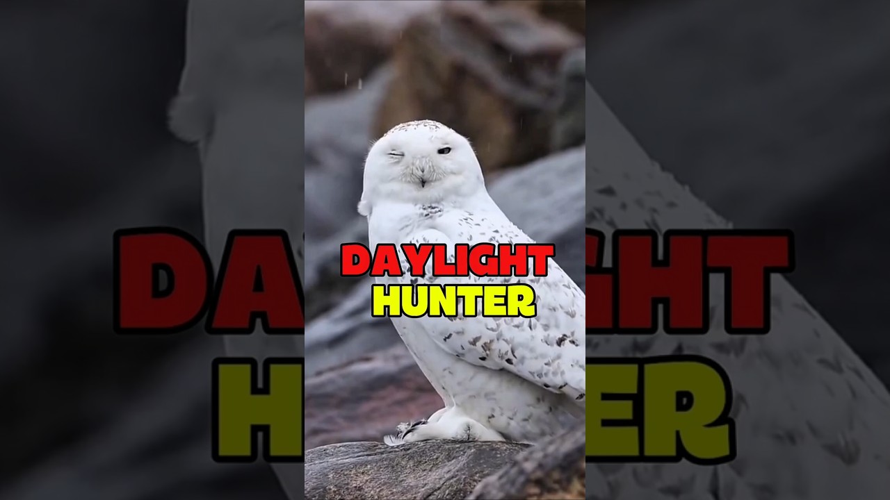 This Owl Shouldn’t Exist | Snowy Owl