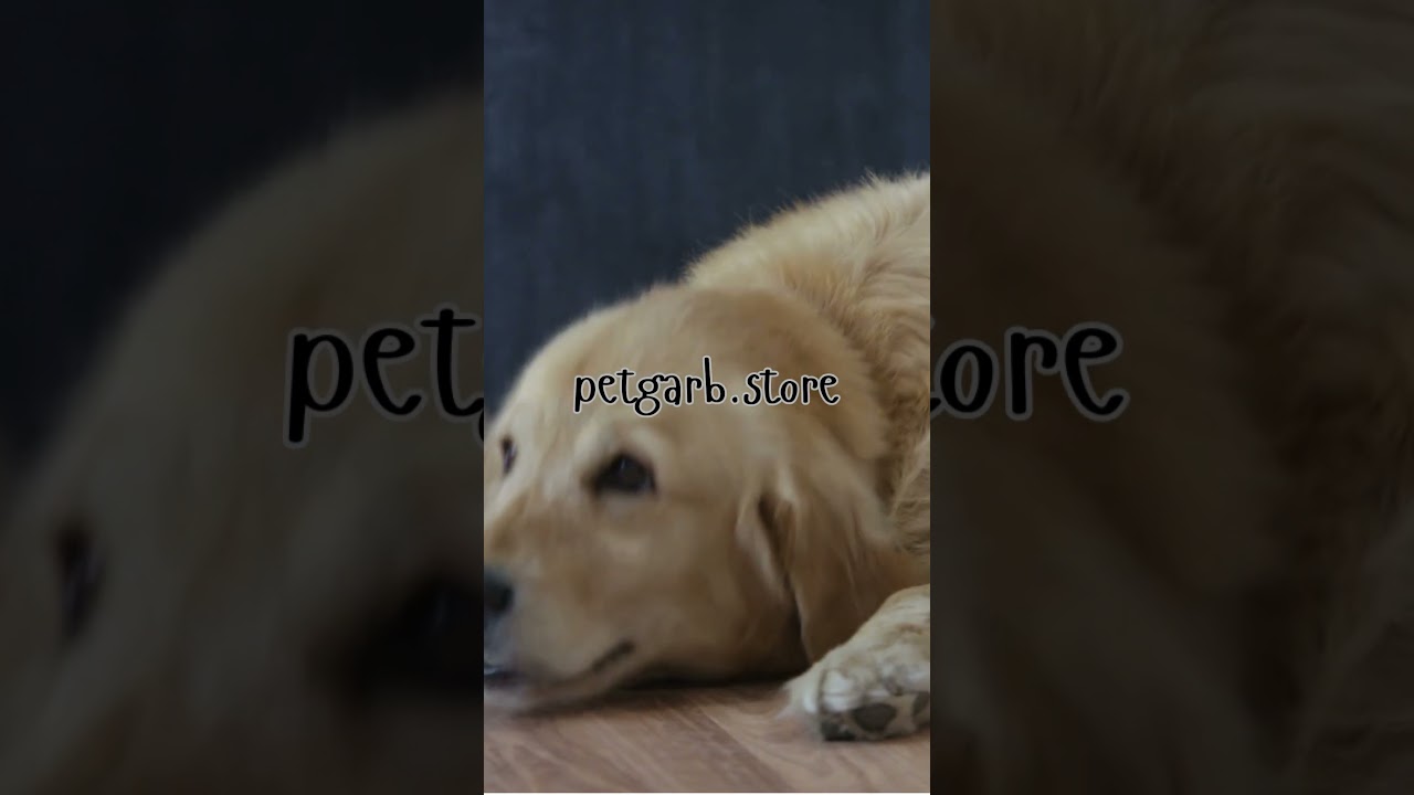 What's The Best Shop For Dog Dad Gifts? Link in Bio