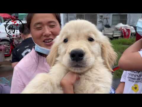 200能淘到纯种金毛犬吗？一起来跟我看看