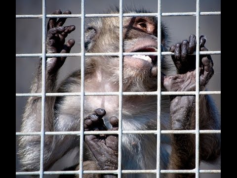 Camarles Exposed - European Monkey supplier for laboratories