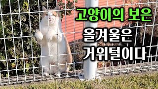 Download Lagu Gifted goose hair to a stray cat. \ MP3