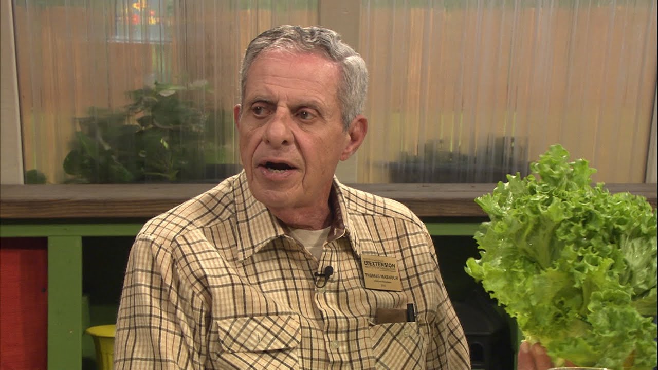 All About Lettuce Family Plot YouTube