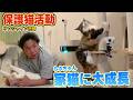 【保護猫活動】サンシャイン池崎さんのお家で預かっているらぶちゃんがほぼ家猫のようになってきました!(嗚呼!!みんなの動物園)