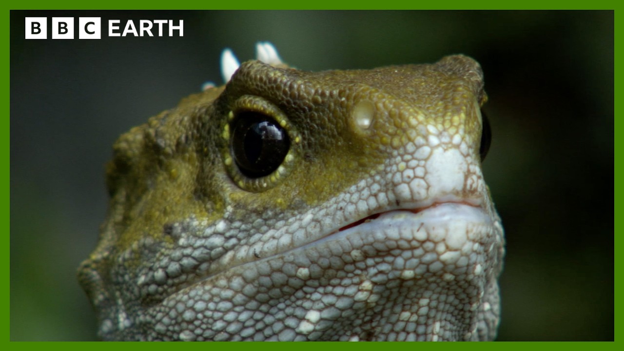 The Reptile Who Walked With Dinosaurs | Narrated by Benedict Cumberbatch | BBC Earth