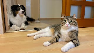 飼い主帰宅時の、カイルとキウイの喜びの差…｜犬さんカイルと猫さんキウイ