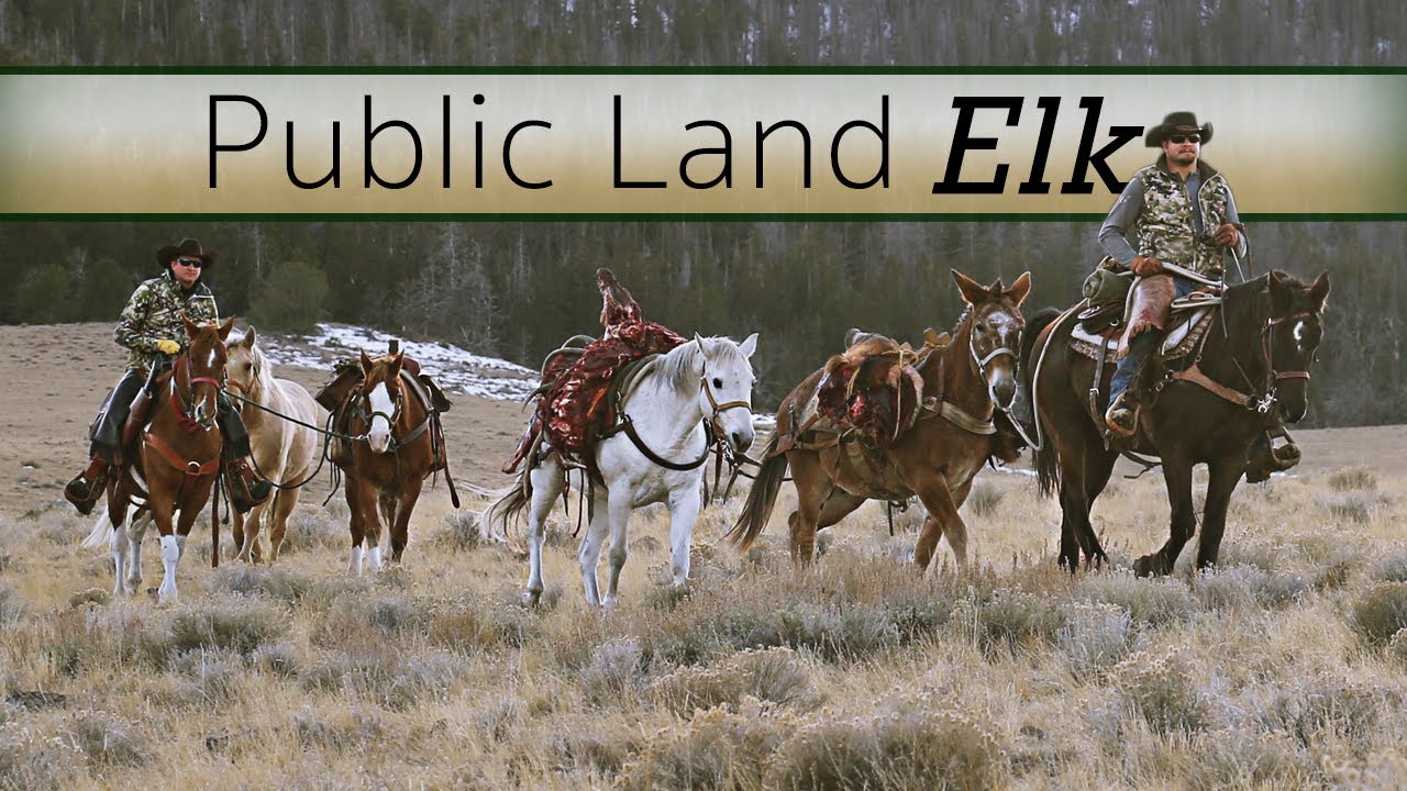 DIY Elk Hunting  - Guy Eastman hunts his home turf! (Beyond the Grid)