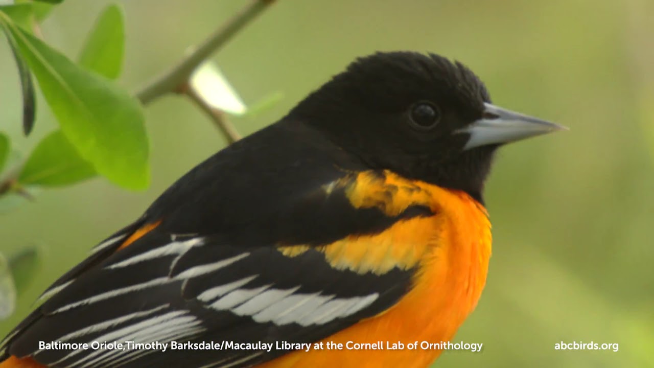 What Does A Baltimore Oriole Sound Like