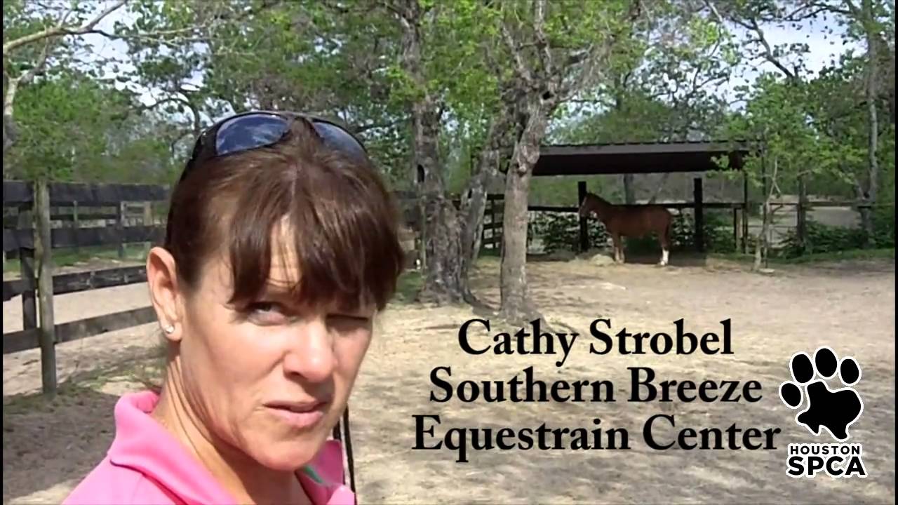 New Beginnings | Houston SPCA