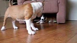 Mini-Bulls Ozzy And Pepper 3