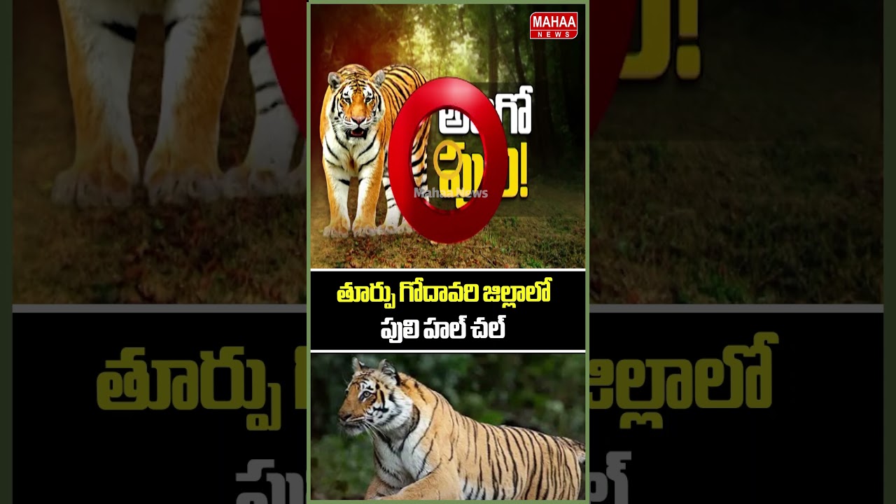 తూర్పు గోదావరి జిల్లాలో పులి హల్ చల్..Tiger In East Godavari District | Mahaa News