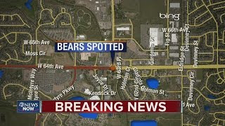 2 black bears spotted in Arvada