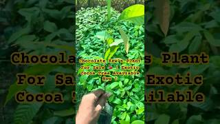 Chocolate Plant (Kew’s / Theobroma Cacao) For Sale 🌿 | Real Cocoa Tree! #chocolate #plants #farming