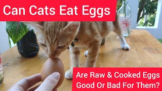 Can Cats Eat Eggs? Are Raw & Cooked Eggs Good or Toxic? by Oh My Cat 47 views 2 years ago 2 minutes, 37 seconds