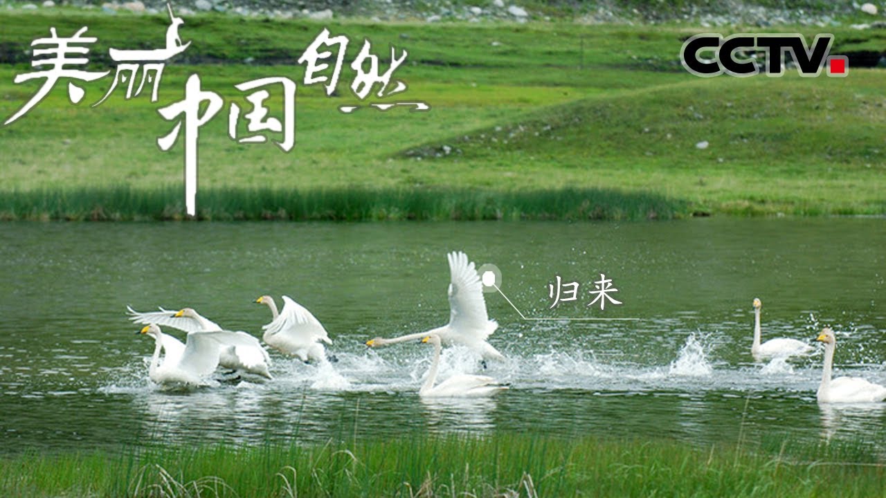 美轮美奂宛如仙境 鸭泽湖是众多鸟类精灵的乐园！《美丽中国自然》阿尔泰山系列【CCTV纪录】