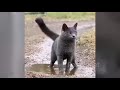 ♥ FUNNY ANIMALS Epic Pet Videos &amp; Moments