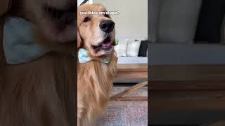 My Dog Reacts to Talking Cactus screenshot 5