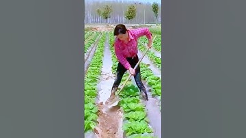 A Simple Smart Tool to Open Irrigation in Rice Fields #satisfying #shorts