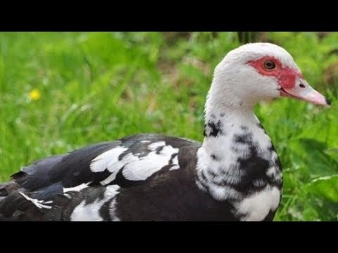 Выращивание мускусных уток как бизнес идея | Мускусные утки