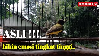 Jangan Kaget   Pancingan Ampuh Bikin Semua Sogon Ribut  Emosi