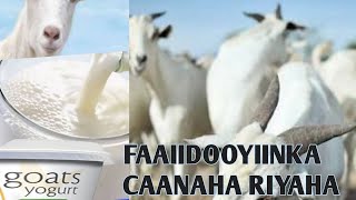 فوائد حليب الماعز Faaidooyiinka Caanaha Riyaha