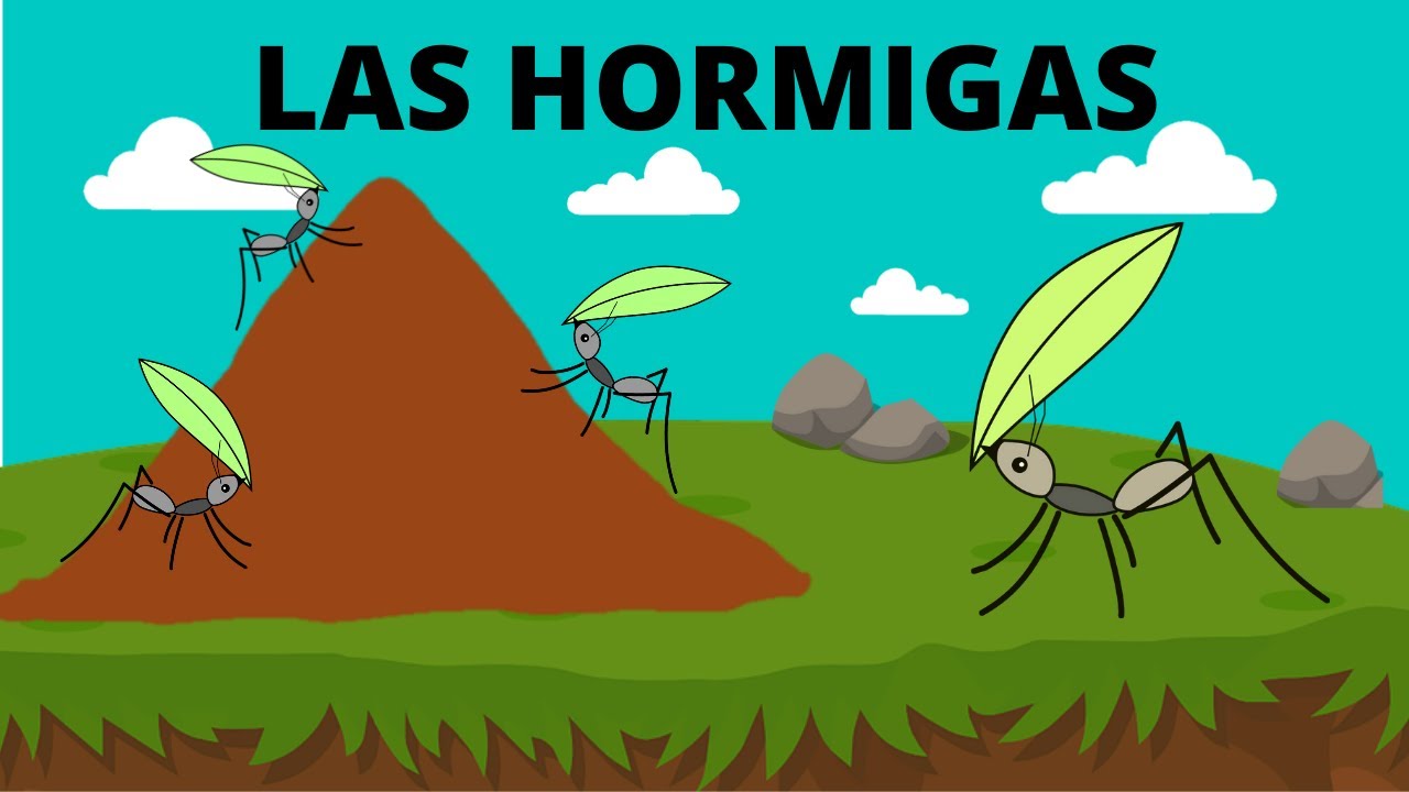 LAS HORMIGAS PARA NIOS TODO SOBRE LAS HORMIGAS LAS HORMIGAS EN ESPAOL