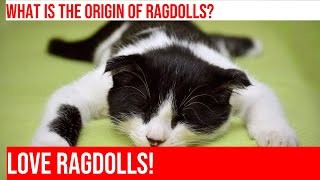 The Fascinating History of the Ragdoll Cat Breed