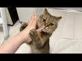 オヤツが貰える時だけ目がキリッとして芸を披露する猫がこちらです