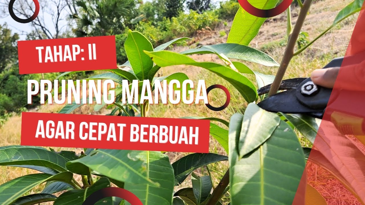 Tahap 2: Cara Pruning Mangga Agar Cepat Berbuah