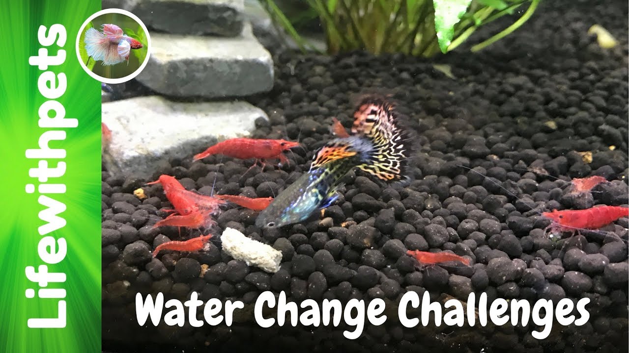 pregnant guppies behavior Challenges With Our Water Changes.
