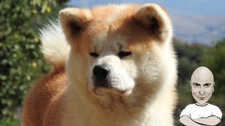 Akita - Akita the samurai interview with Tenjoukai Kensha! by Inside the Dog's Mind 26,849 views 2 years ago 1 hour, 36 minutes