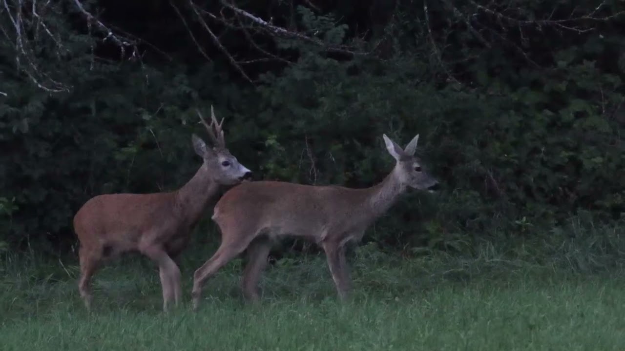Roedeer rut 2025 /Rehbock brunft /Calling roebucks