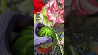 How to Graft a Cactus Plant! 🌵✨ (Step-by-Step Guide)
