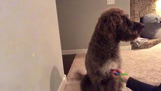 Service dog task: nose touching by Kate Friedl 112 views 6 years ago 2 minutes, 50 seconds