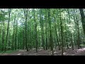 Relax v lese