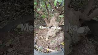 Download Lagu mencari muka..... sianci MP3