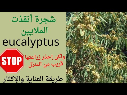 فيديو: أصناف شجرة الأوكالبتوس - ما هي بعض الأنواع الشائعة لأشجار الأوكالبتوس