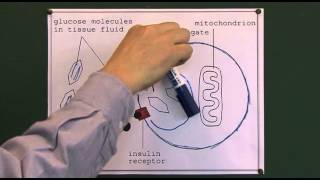 Diabetes 3 , Glucose Anatomy and Physiology