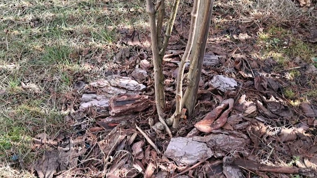 Jak zrobić hortensje bukietową na pniu. 