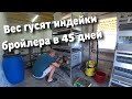 Кто лидирует в 45 дней гусь,индейка,бройлер