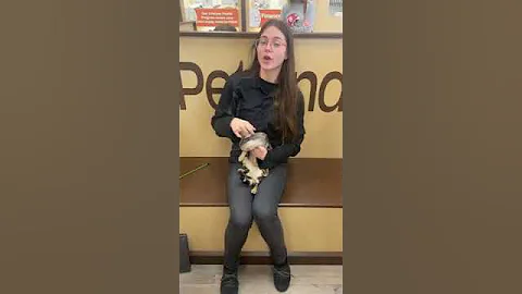 Video 7351701: bengal kitty cat, bengal cat breed, domestic bengal cat, bengal cat lives, meet bengal