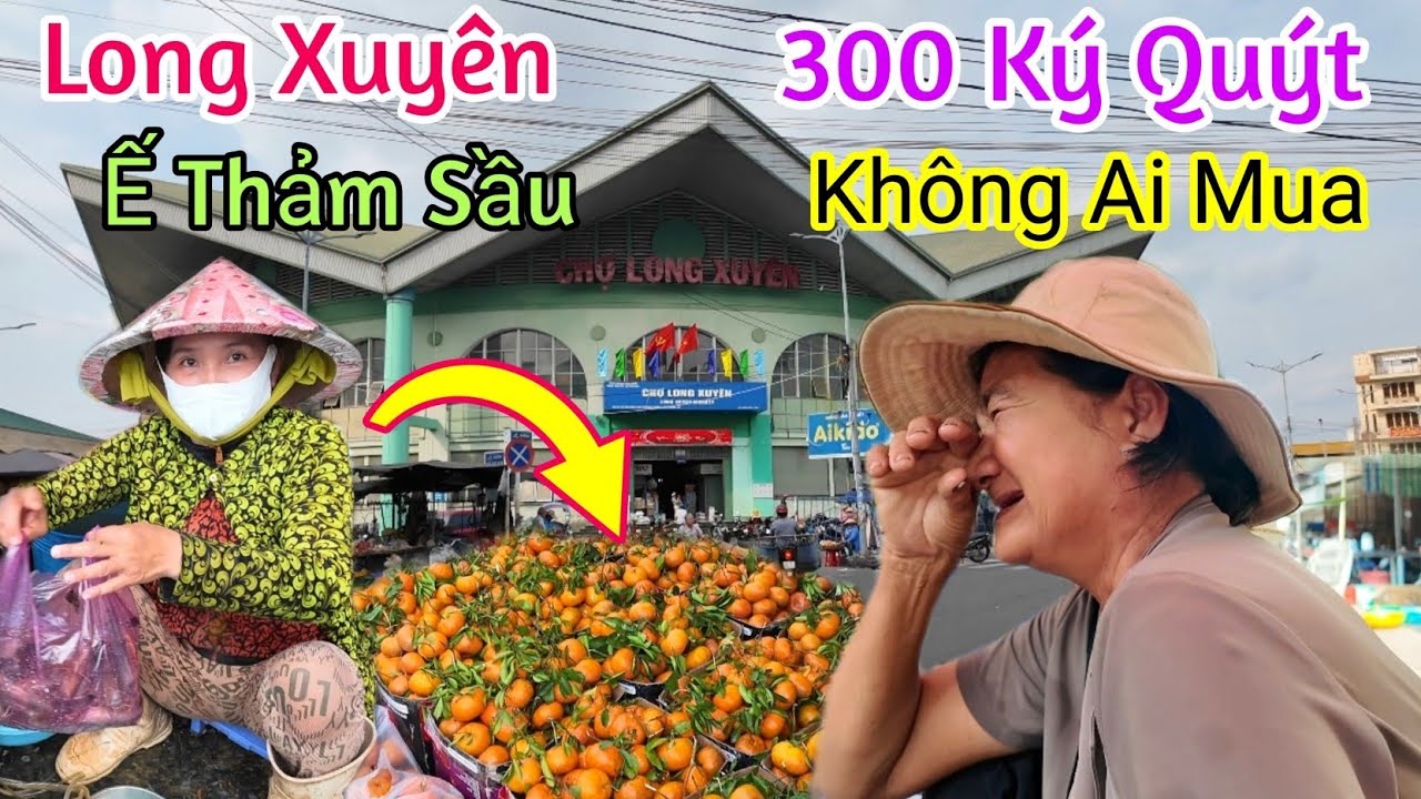 Ế THẢM SẦU ĐẦU NĂM GIÁ HOA RẺ BẤT NGỜ QUÝT HỒNG LAI VUNG ĐỔ ĐỐNG KHÔNG AI MUA CHỢ LONG XUYÊN 