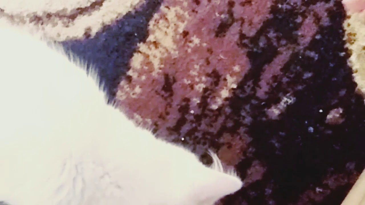 Kucing lucu - YouTube