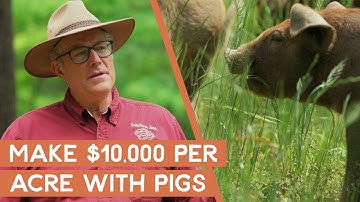 Hoe je marginale grond kunt omzetten in $ 10.000 per acre met varkens | Joel Salatin
